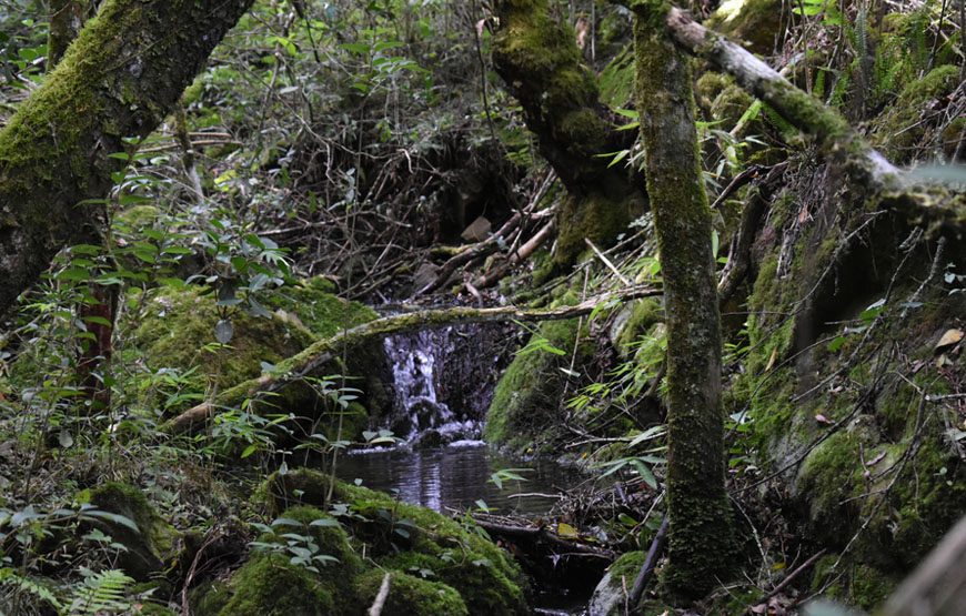 Sendero La Guarida