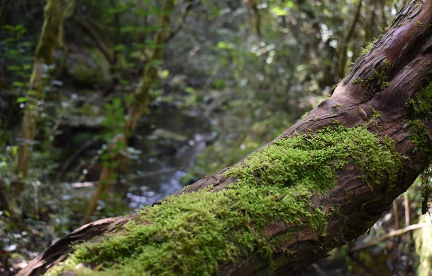 Sendero La Guarida